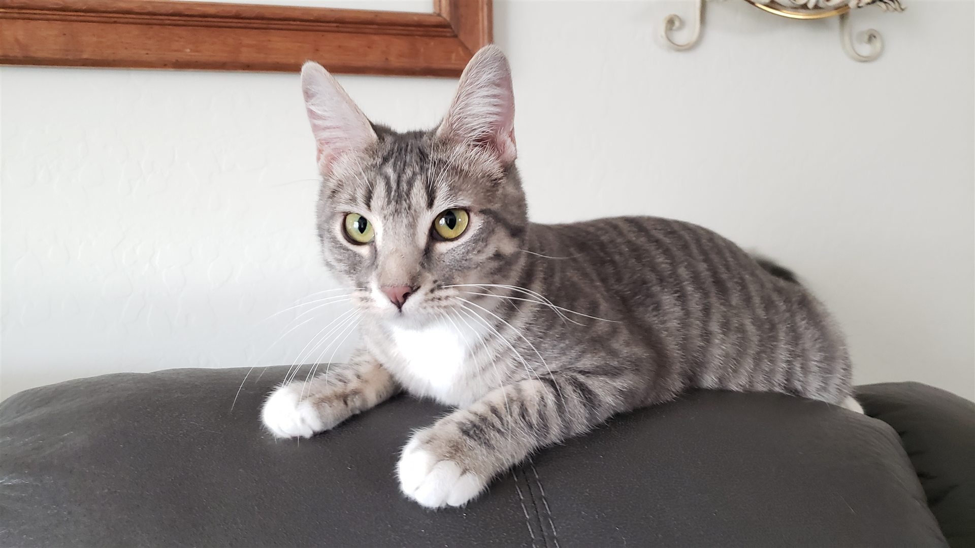 Jelly Bean, a gray tabby with green eyes and white paws, resting on a chair